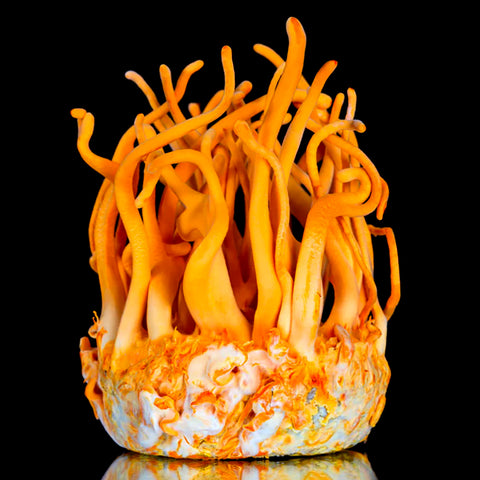 Cordyceps